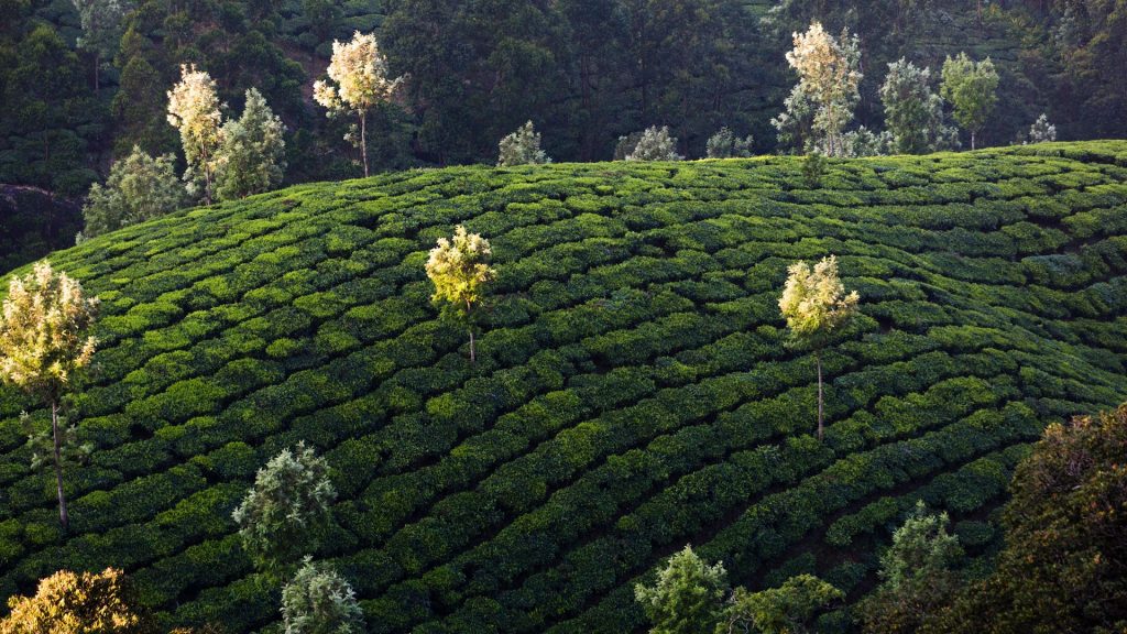 Tea plantations of Munnar, hill station in Kerala, India