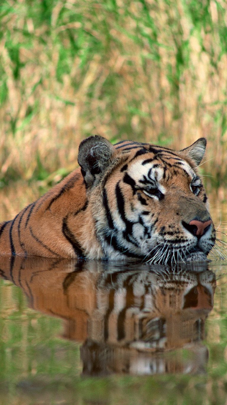 Bengal tiger swimming submerged in water | Windows Spotlight Images