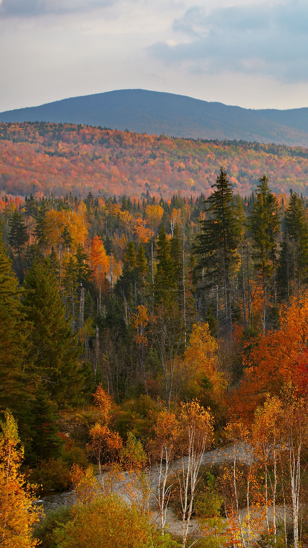 Fall trees with misty mountain and river, New Hampshire