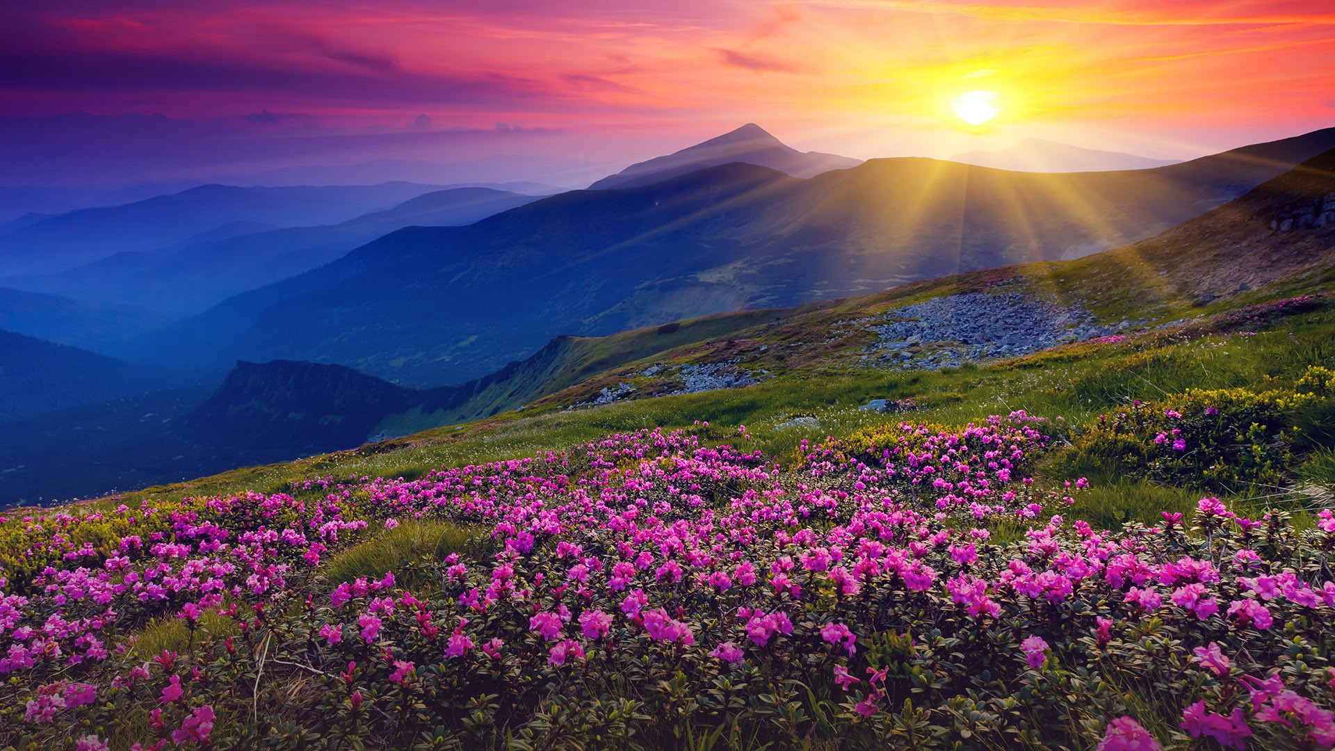 Magic pink rhododendron flowers on summer mountain ...
