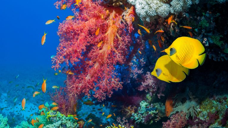 Golden butterflyfish swimming past Lyretail anthias or Goldies and soft ...