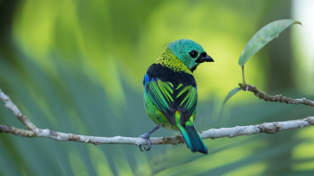 Green-headed tanager (Tangara seledon), Serra do Mar State Park, São Paulo, Brazil