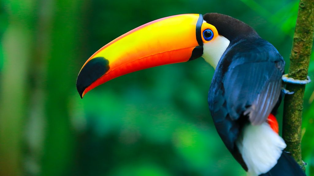 Colorful Toco Toucan (Ramphastos toco) on a branch, Pantanal wetlands, Brazil