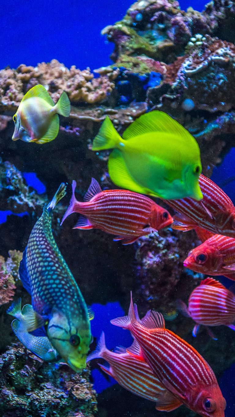 Underwater view of colorful tropical coral reef fish, Maui, Hawaii ...