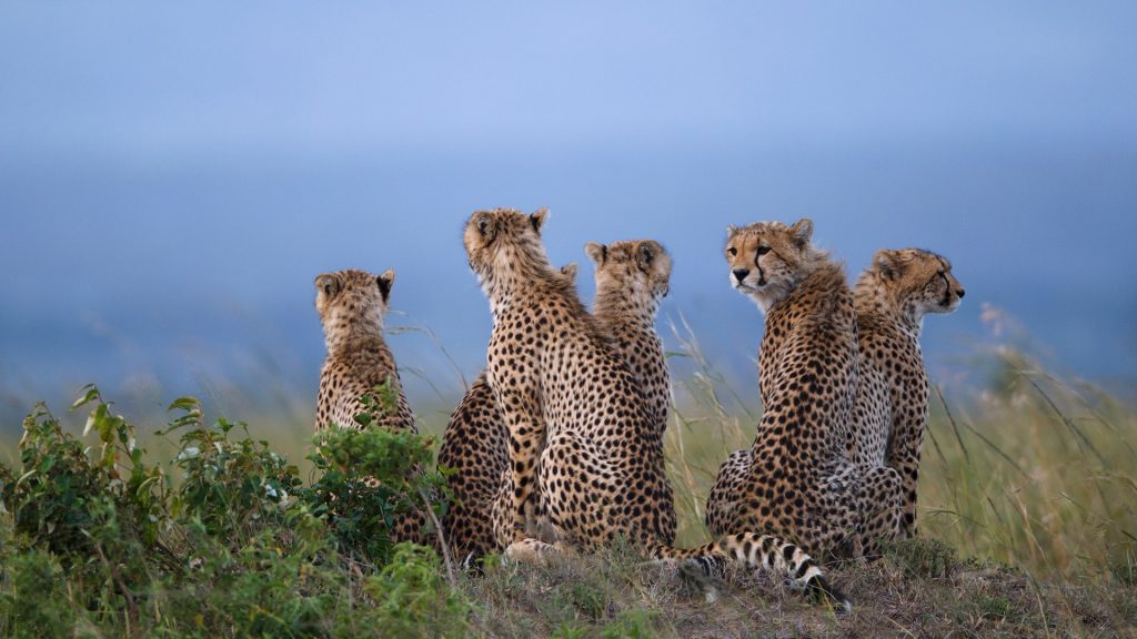 Cheetahs sitting in savannah field, Maasai Mara National Reserve, Kenya