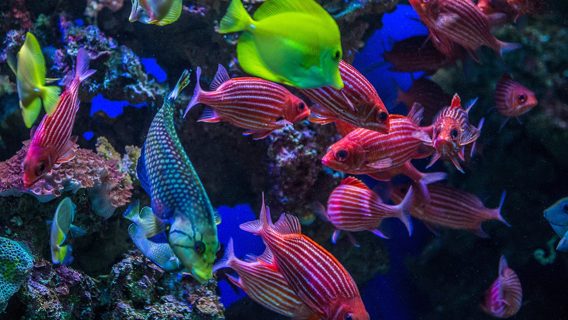 Colorful Reef Fish