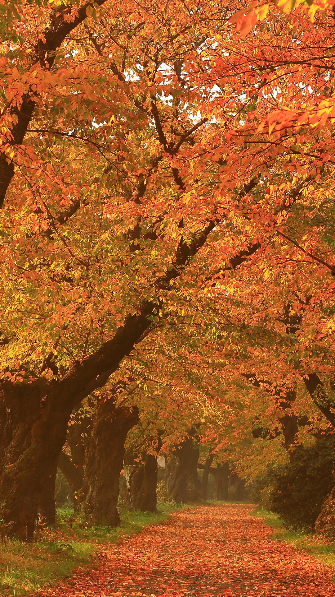 Exhibition of Tenshochi Park cherry tree leaves, Kitakami, Iwate, Japan ...