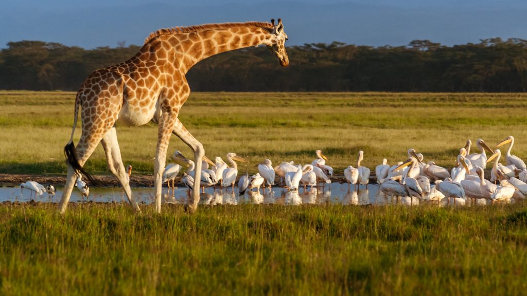 Rothschild's Giraffe (Giraffa camelopardalis) and pelicans in Lake Nakuru National Park, Kenya