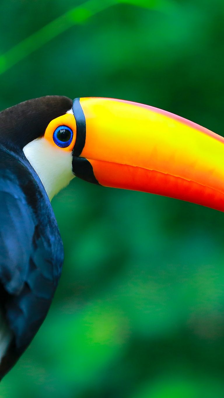 Colorful Toco Toucan (Ramphastos Toco) On A Branch, Pantanal Wetlands ...