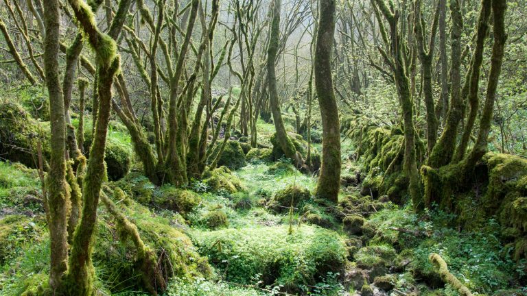 Moss covered trees and stone walls in Monksdale, Derbyshire Nature ...