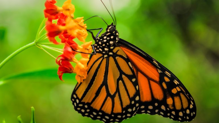 Monarch Butterfly in the Chapultepec Park in Mexico City, Mexico ...