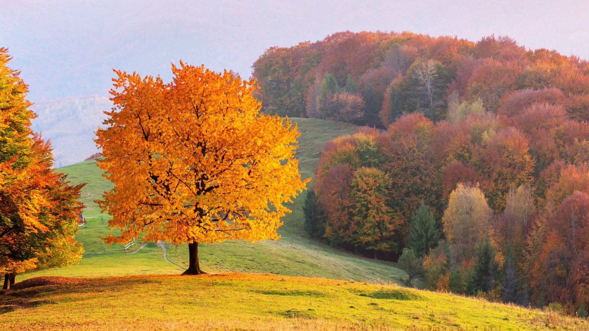 Beech tree with sunny beams at mountain valley, Carpathian mountains ...