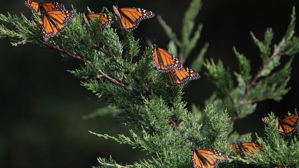 Monarch Butterfly (Danaus plexippus) migration