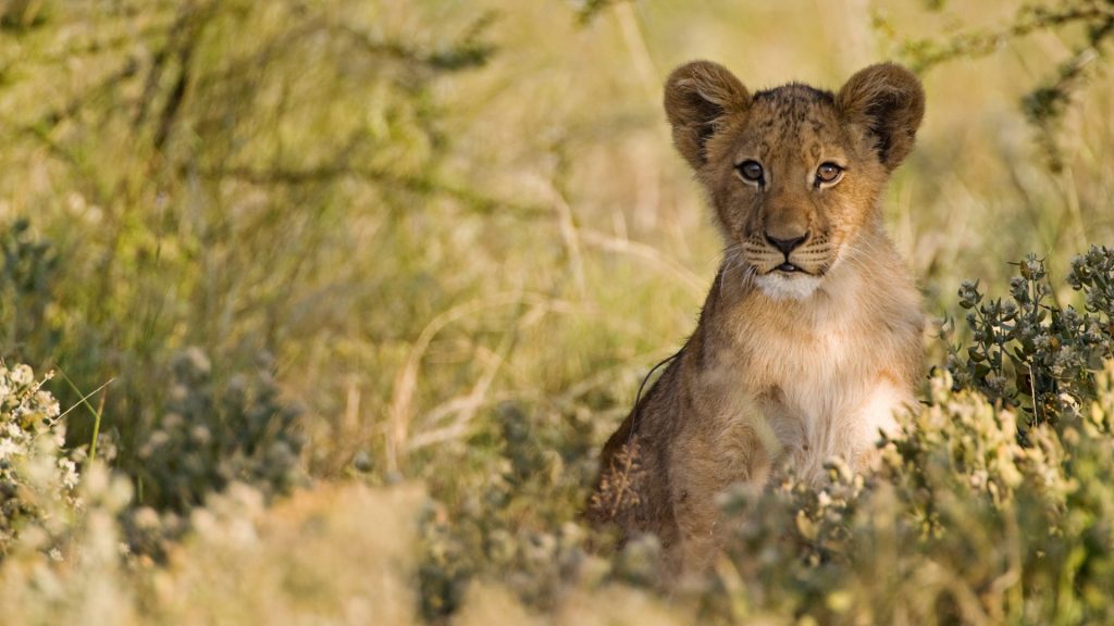 African Lion cub (Panthera Leo), Botswana