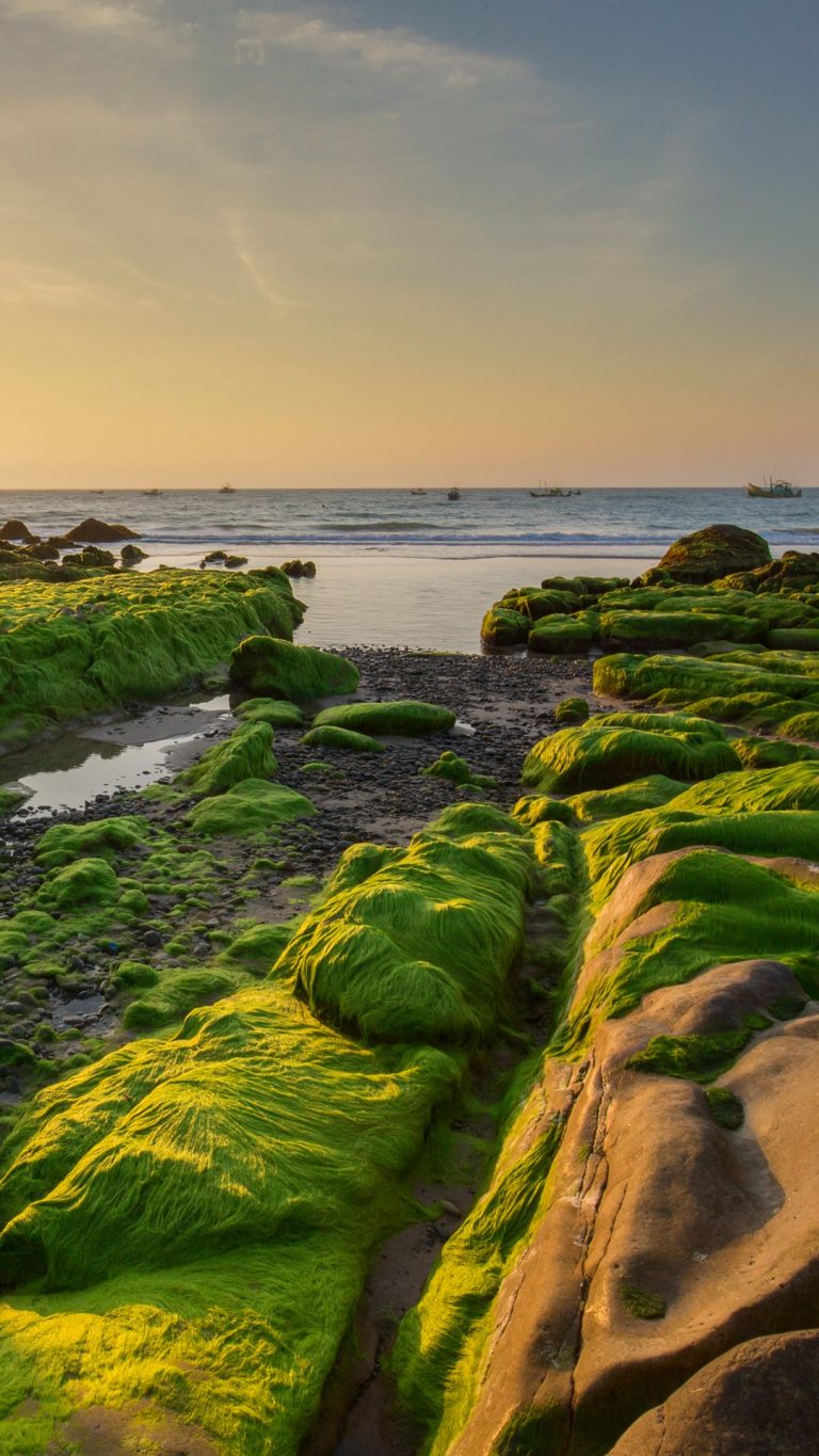 Rocks and moss in the morning at Co Thach beach, Tuy Phong, Binh Thuan ...