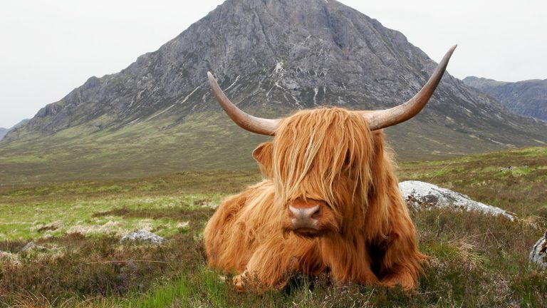 Highland cow rests in front of the Buachaille Etive Mòr near Glencoe ...