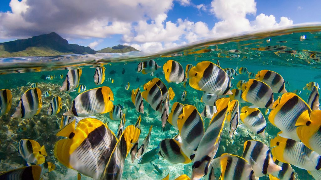 School of yellow butterfly fishes (Chaetodon ulietensis) and the blue sky, Mo'orea, French Polynesia