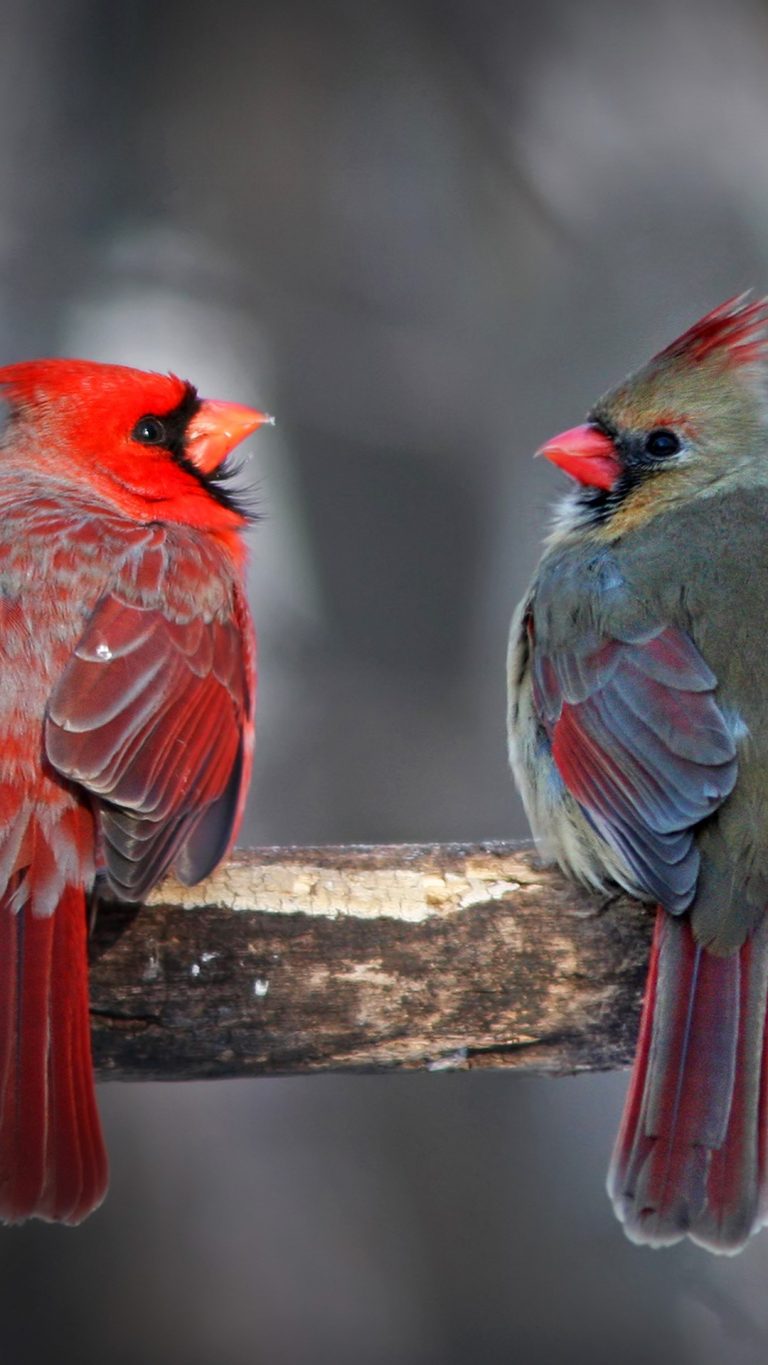 Northern Cardinal (Cardinalis cardinalis) pair in winter | Windows 10