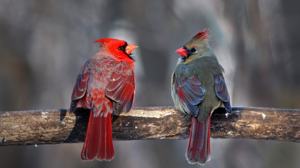 Northern Cardinal (Cardinalis cardinalis) pair in winter