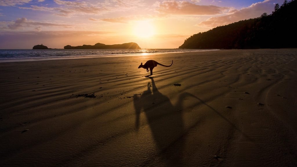 A kangaroo on the beach at sunrise, Cape Hillsborough National Park, Queensland, Australia