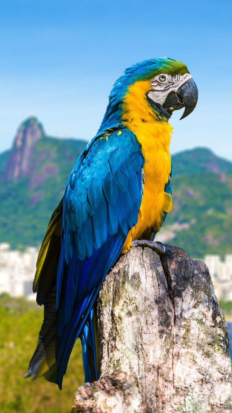 Blue and yellow macaw parrot in Rio de Janeiro, Brazil | Windows ...