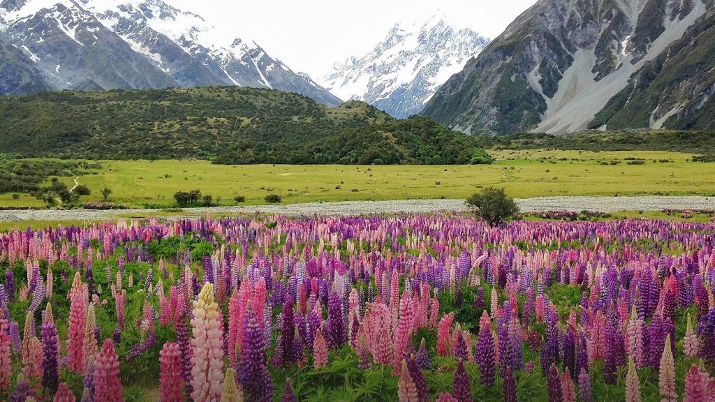 Wild lupine flowers in Aoraki Mount Cook National Park, New Zealand