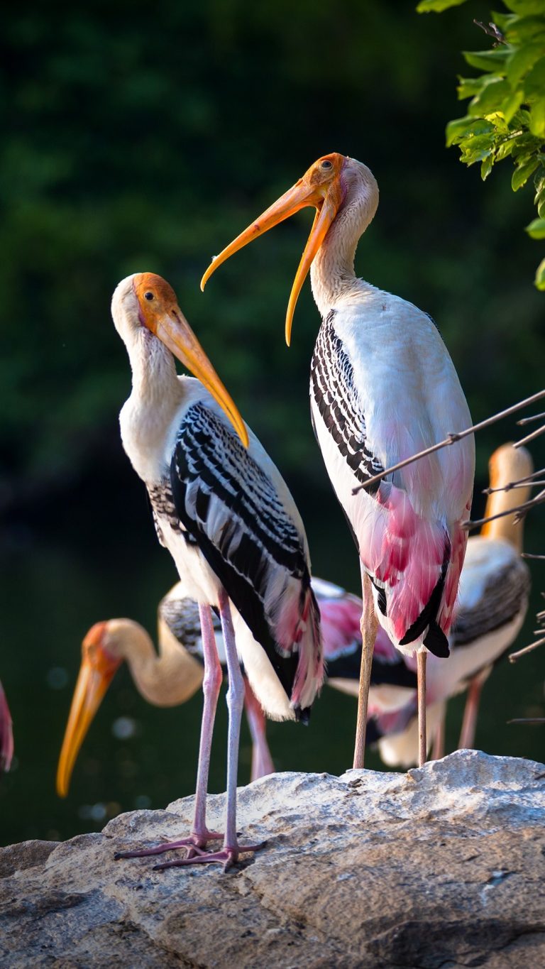 Painted storks (Mycteria leucocephala) on a rock, Karnataka, Southern