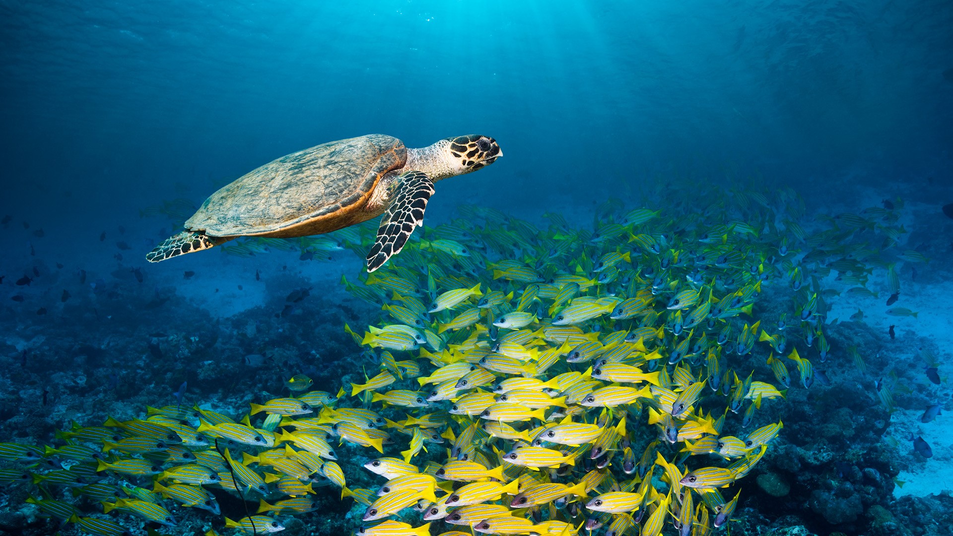 Океаническая черепаха Sao