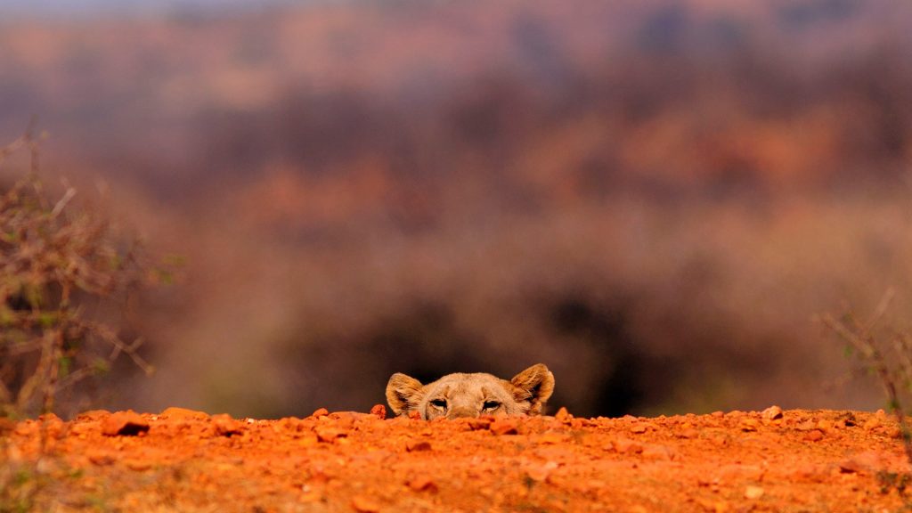 Lioness (Panthera leo) hiding, Jaci's Tree Lodge, Madikwe Game Reserve, South Africa