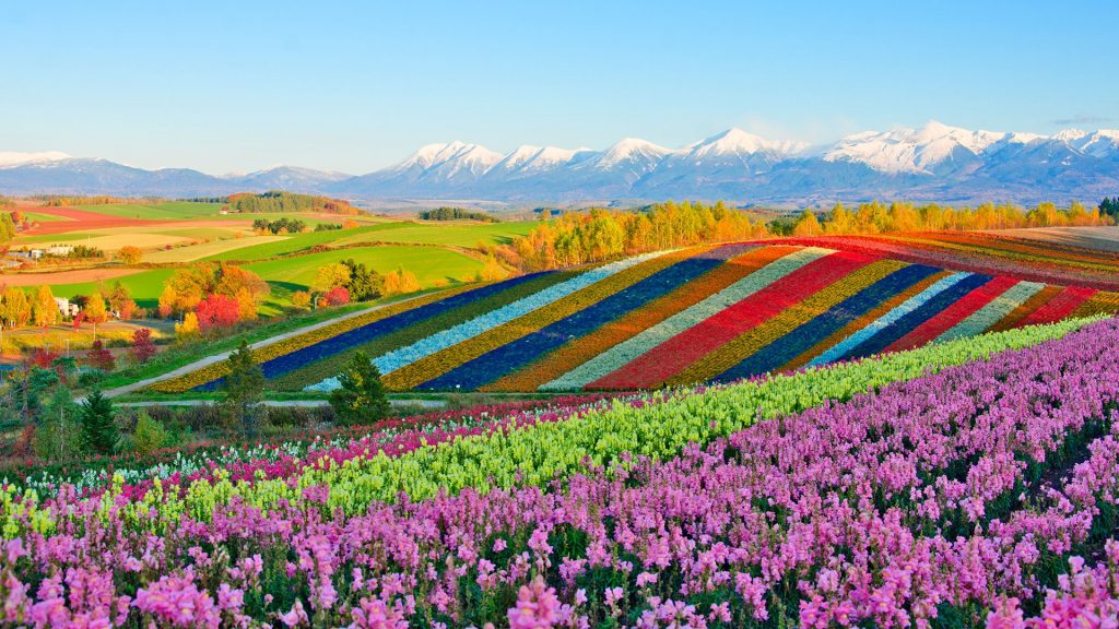 Panoramic flower gardens of Shikisai-no-oka hill, Biei, Furano basin, Hokkaido, Japan