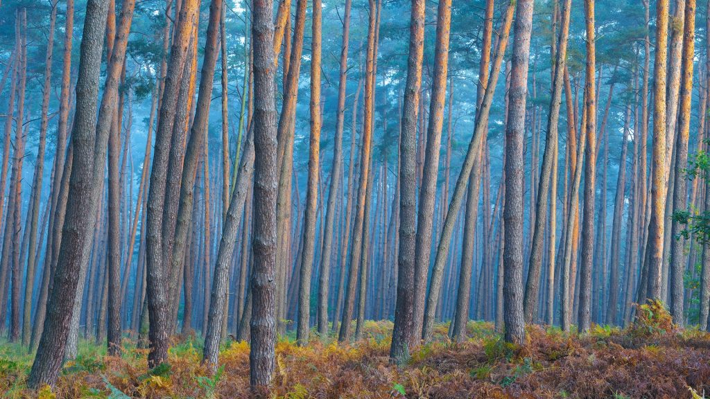 Sunlight reflecting on tree trunks of pine forest on a misty morning in autumn, Hesse, Germany