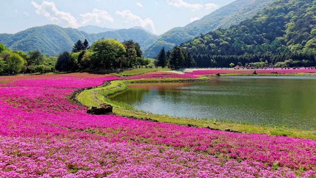 Shibazakura (Moss Phlox) fields during Fuji Shiba Sakura Festival in Yamanashi, Japan