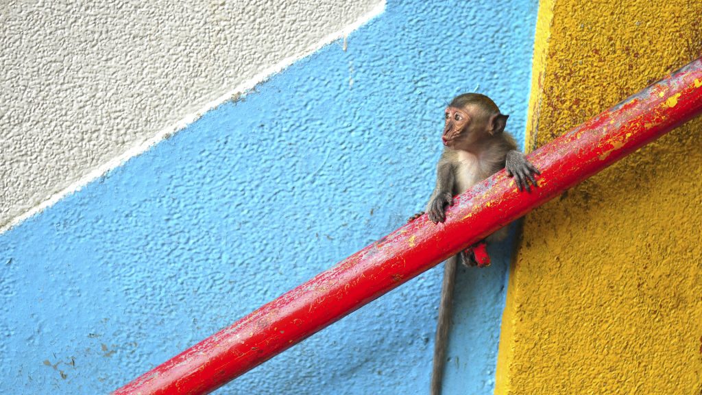 Young monkey looking away, Batu Caves, near Kuala Lumpur, Malaysia