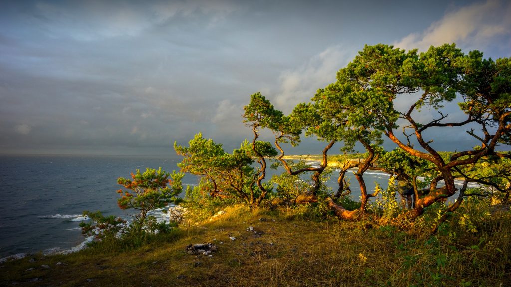 Sun illuminating pine tree by sea, Gotland, Sweden