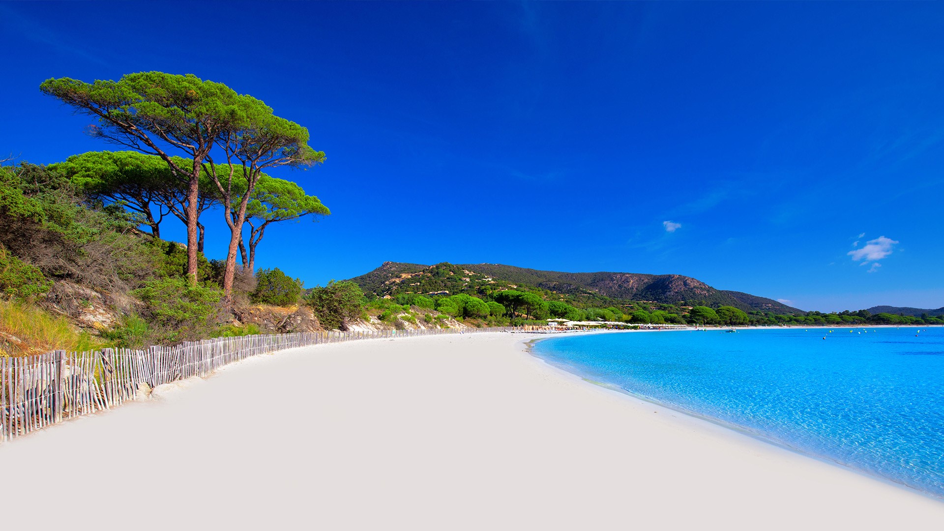 Palombaggia sandy beach with pine trees and azure clear water, Corsica ...