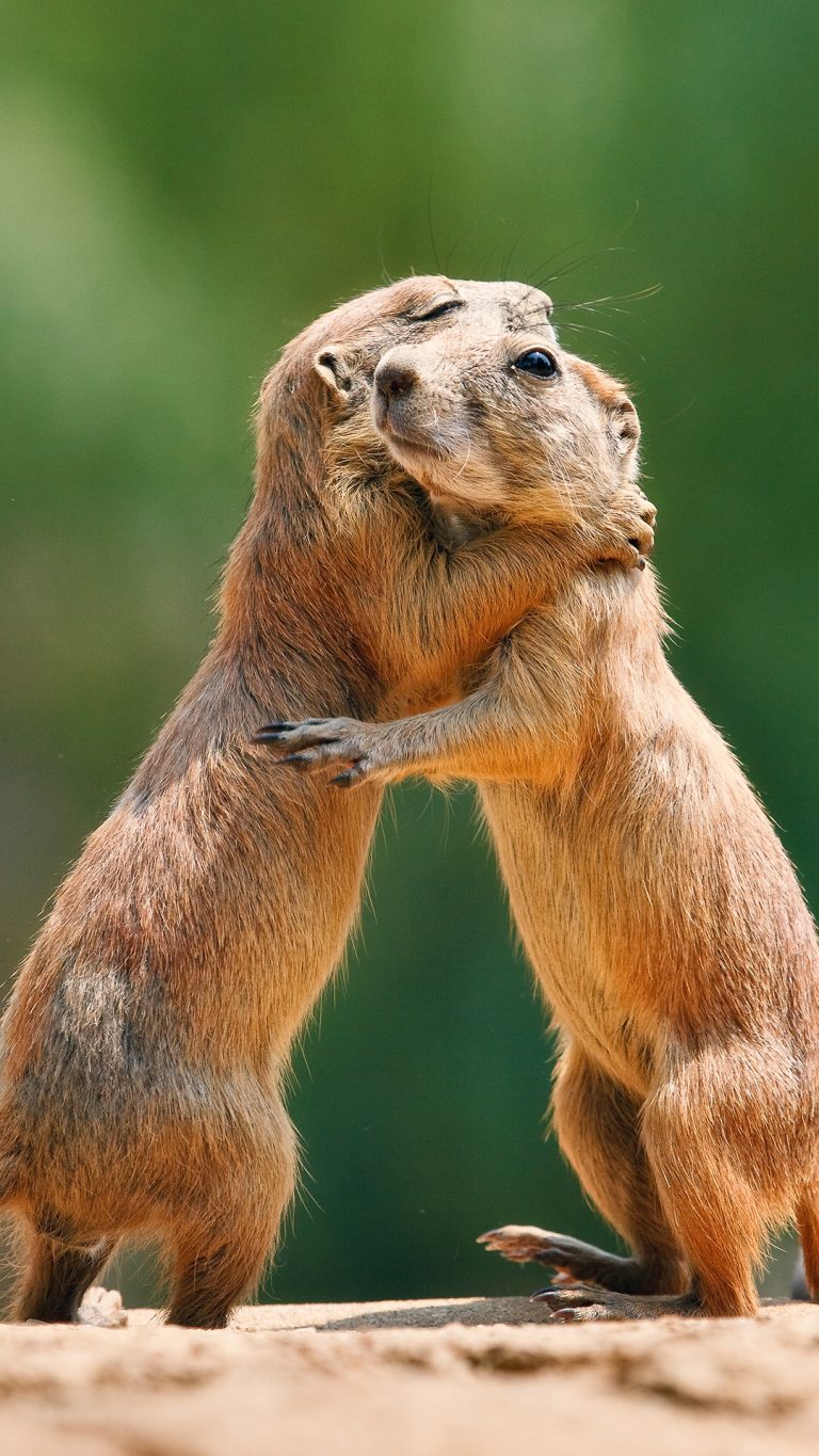 Two prairie dogs in warm supportive embrace, York, Maine, USA | Windows ...