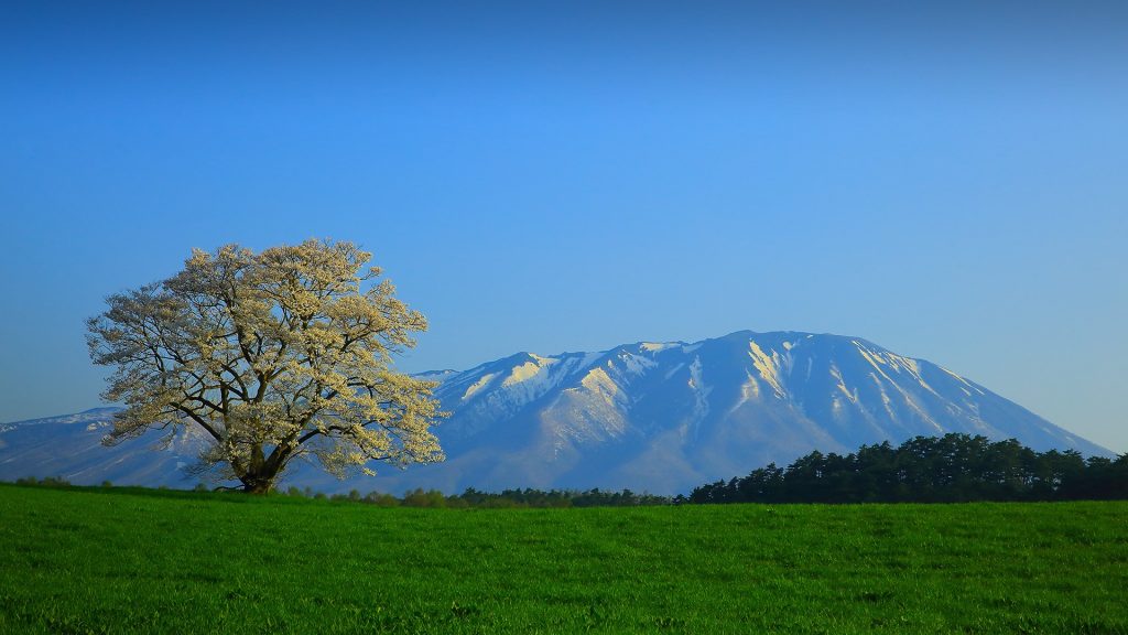 Yoshino cherry tree in Shizukuishi-cho with Mount Iwate at springtime, Tohoku, Japan