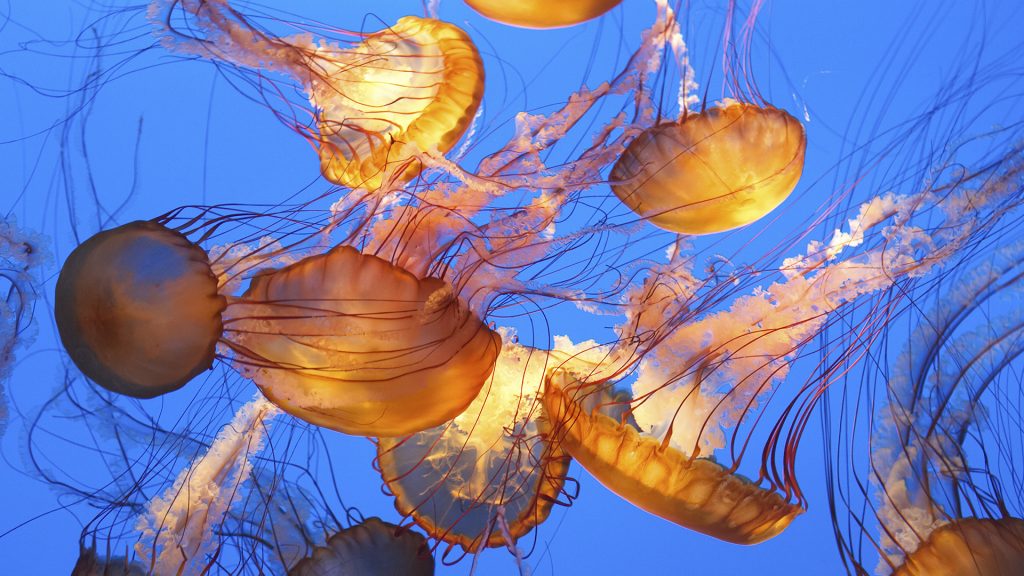 Sea nettle jellyfish with mood lighting, Monterey Bay Aquarium, California, USA