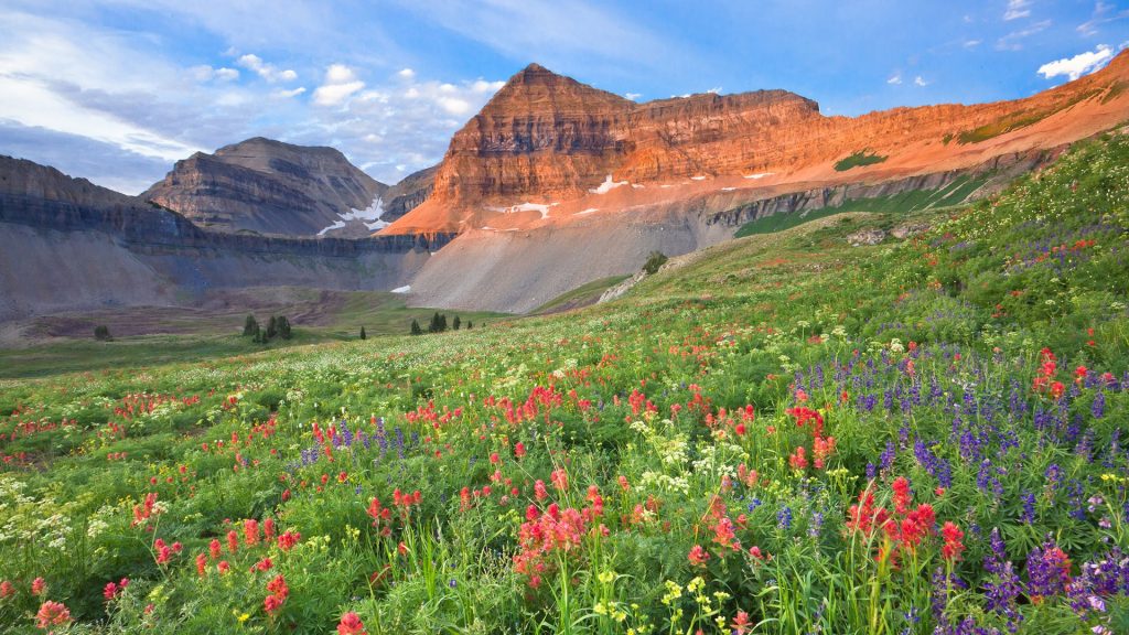 Colorful wildflowers on Mount Timpanogos, Wasatch Range, Utah, USA