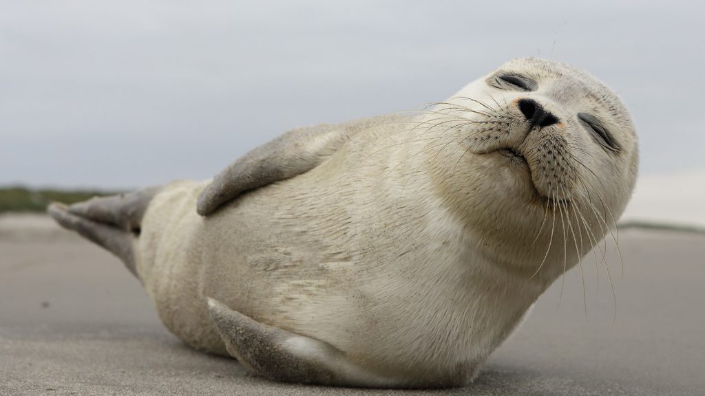 A young grey seal pup, Ameland island at North and Wadden seas border, Netherlands