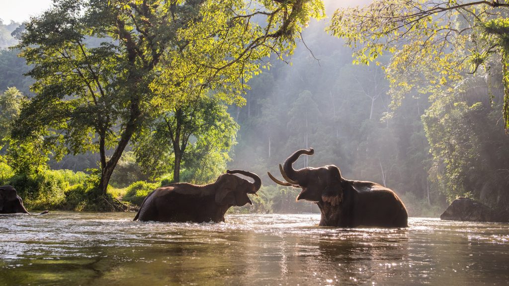 Indian elephants playing with water in the river, Kanchanaburi, Thailand