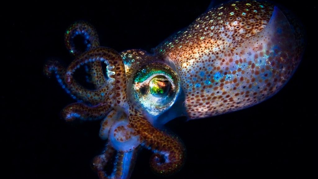 A tiny Sepiola squid found at night dive in Mediterranean sea at La Herradura, Spain