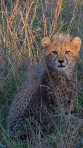 A young cheetah cub in the grass, KwaZulu Natal, Phinda Private Game ...