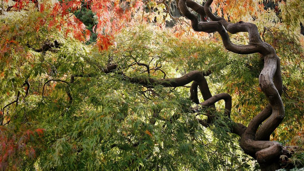 Autumn coloured leaves of Japanese maple tree (Acer palmatum), Dublin, Ireland