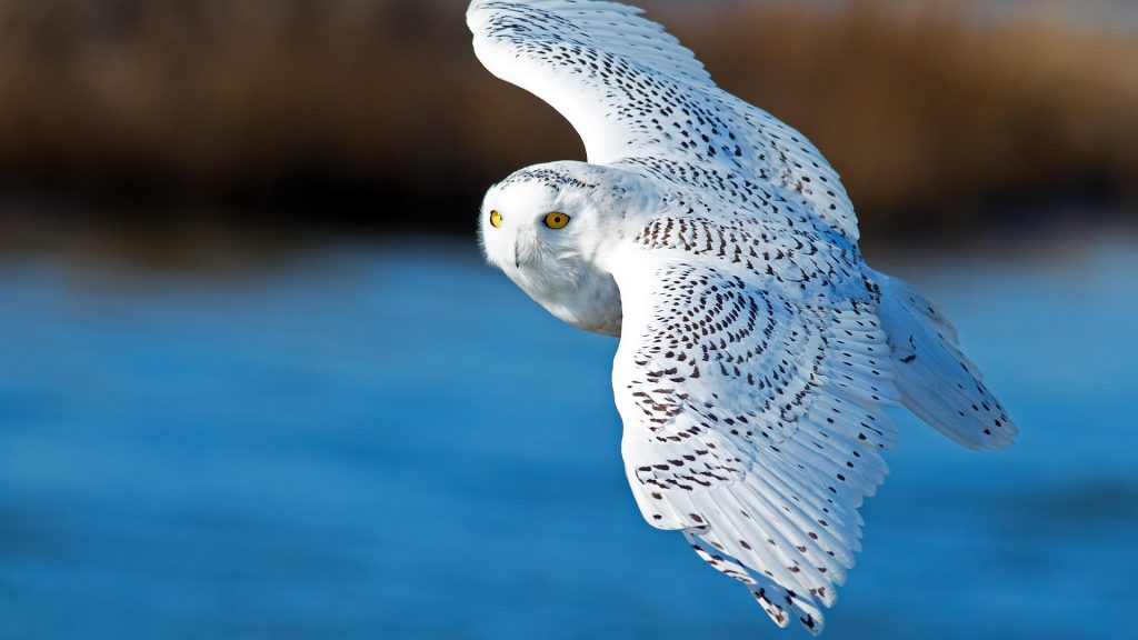 Snowy owl in flight over blue water, Oceanville, New Jersey, USA