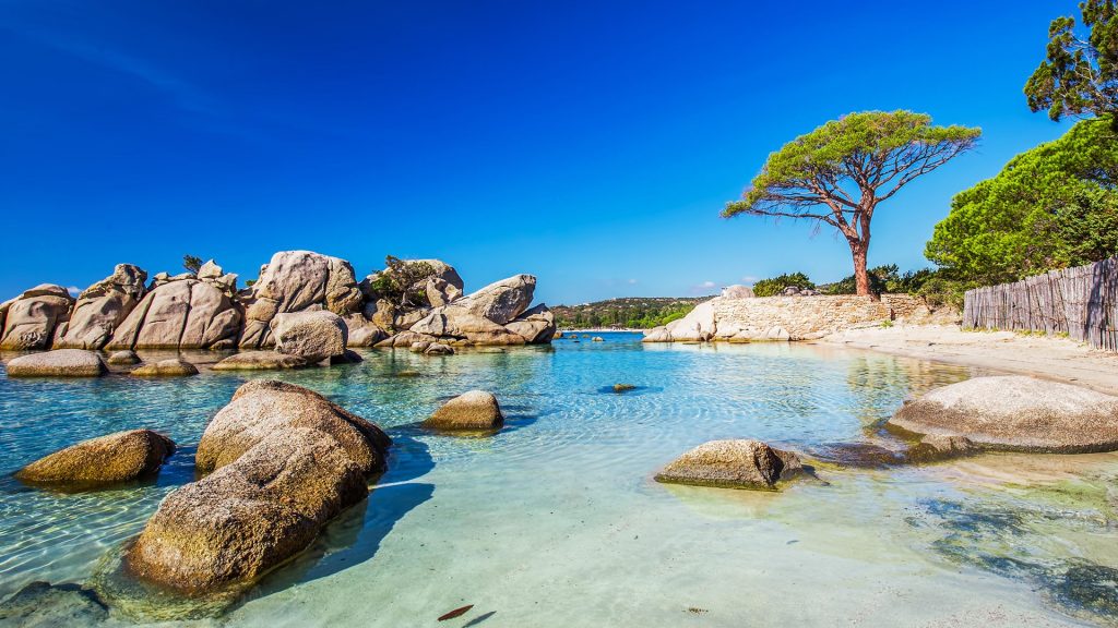 Famous pine tree near lagoon on Palombaggia beach, Porto-Vecchio, Corsica, France