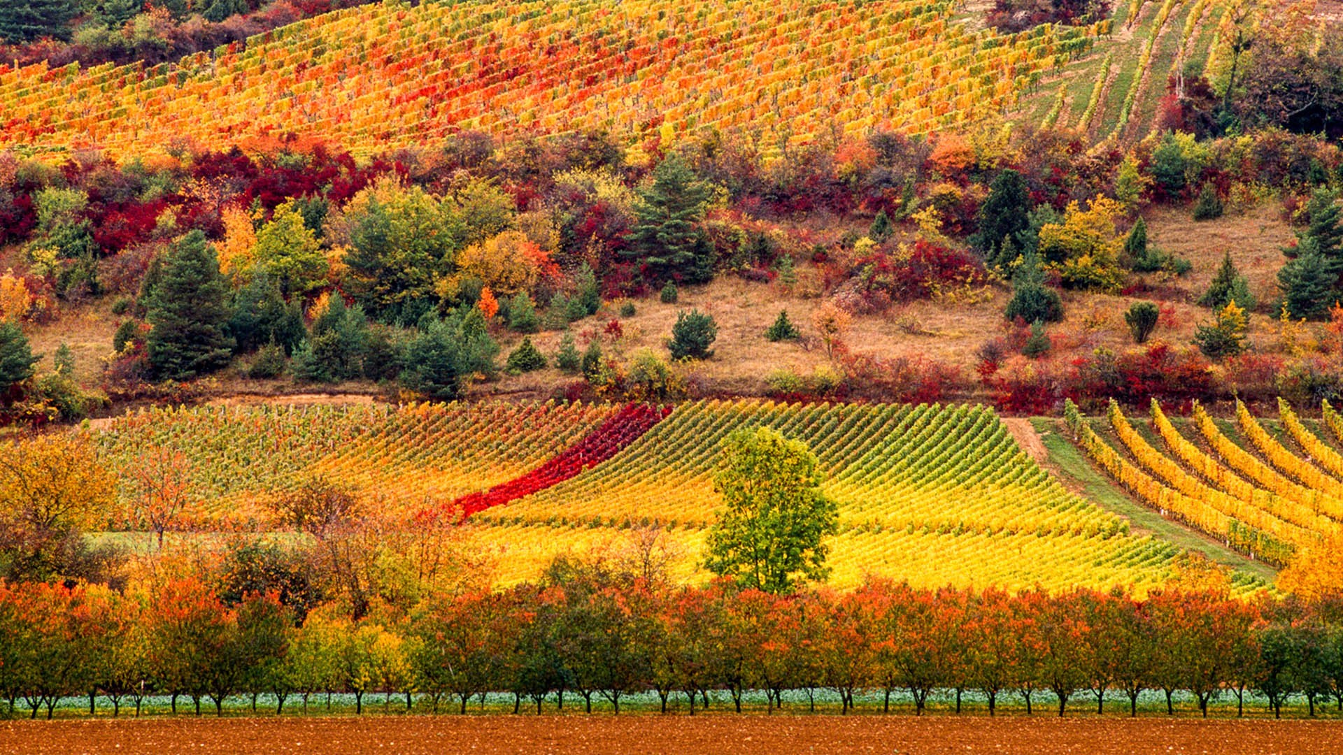 Scenic view of field against sky, Burgundy vineyards, France | Windows ...