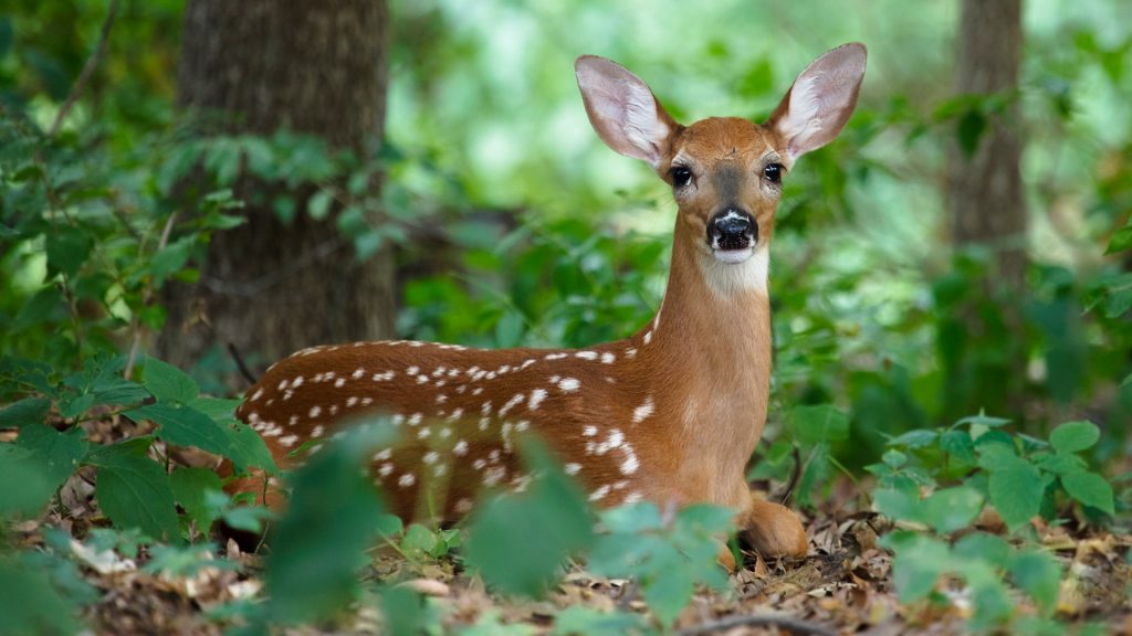 A white-tailed deer fawn hiding in the woods, Ames, Iowa, USA