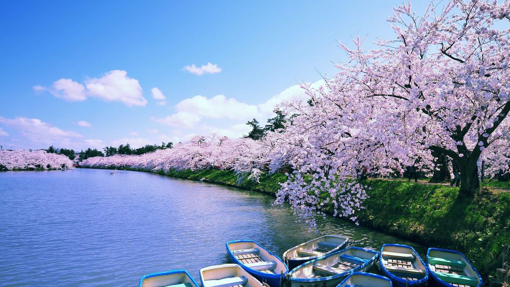 Sakura cherry blossoms at Hirosaki moat, Aomori, Japan