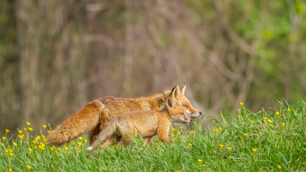 Red foxes vixen and pup in a field of Buttercups, Pennsylvania, USA